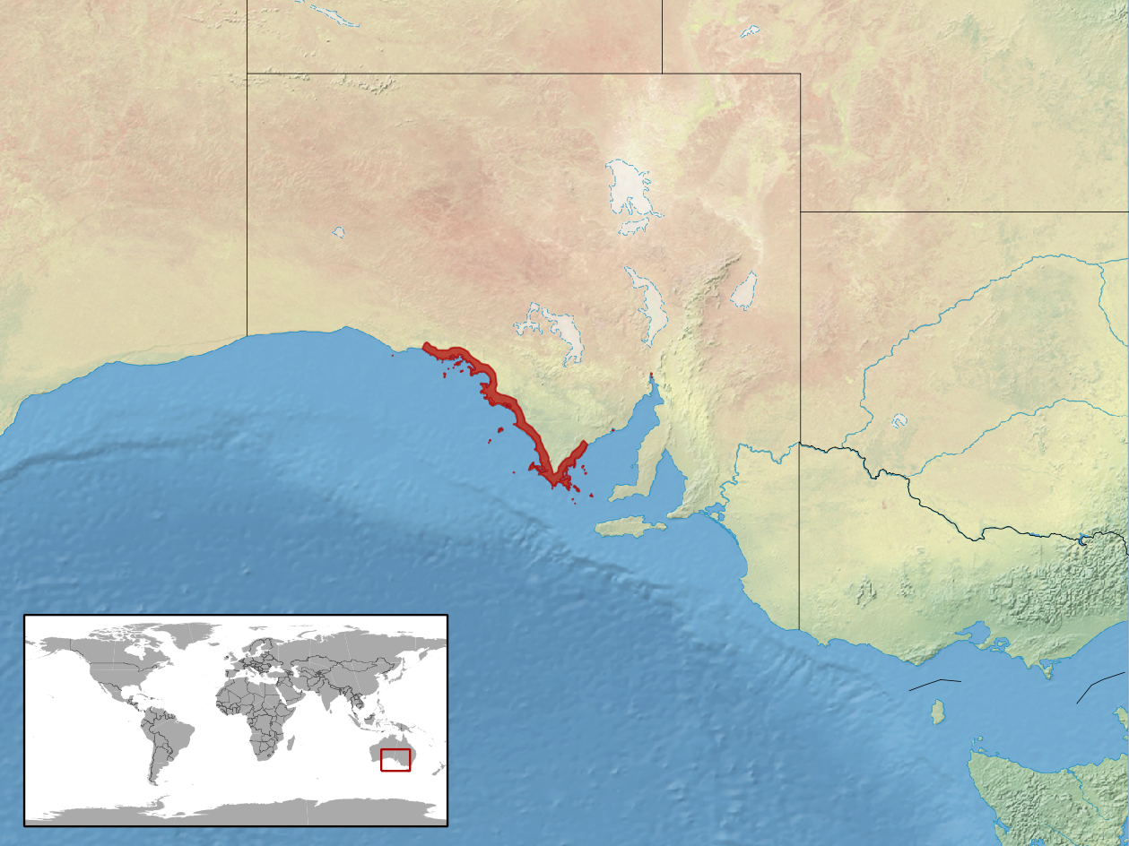 Pseudemoia (Pseudemoia)