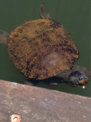 Saw-shelled turtle (Myuchelys latisternum)