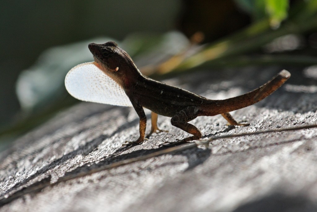 Anolis homolechis (Anolis homolechis)