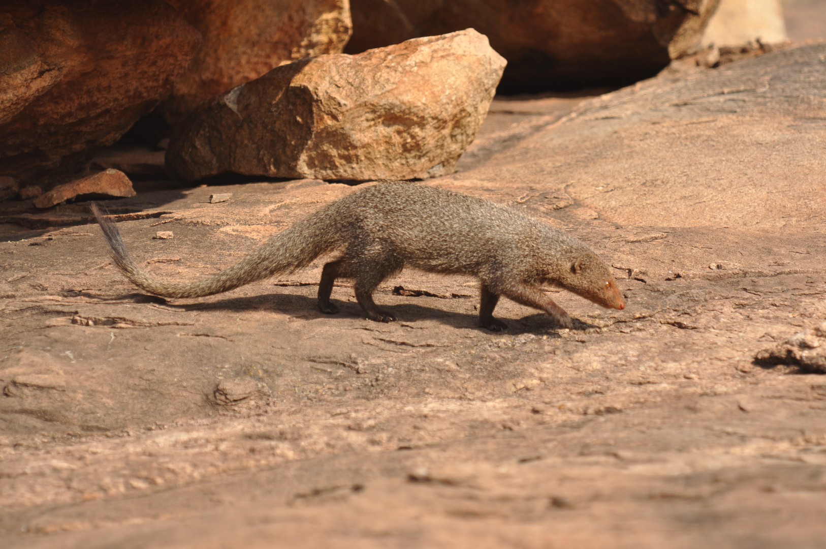 Common mongooses (Herpestes)