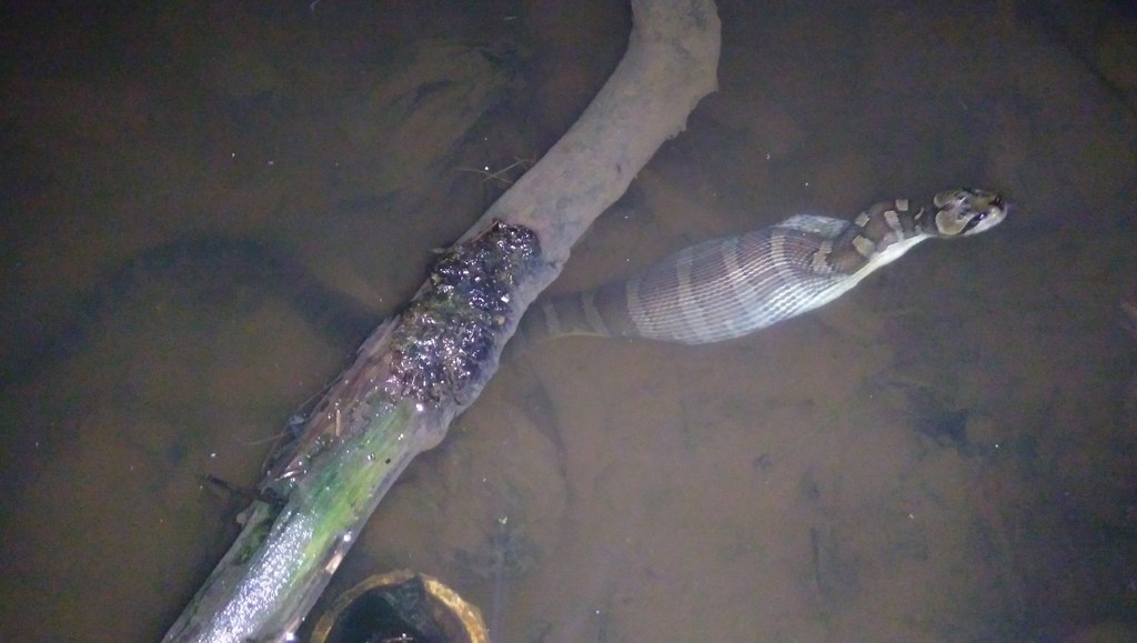 Banded swamp snake (Homalopsis buccata)