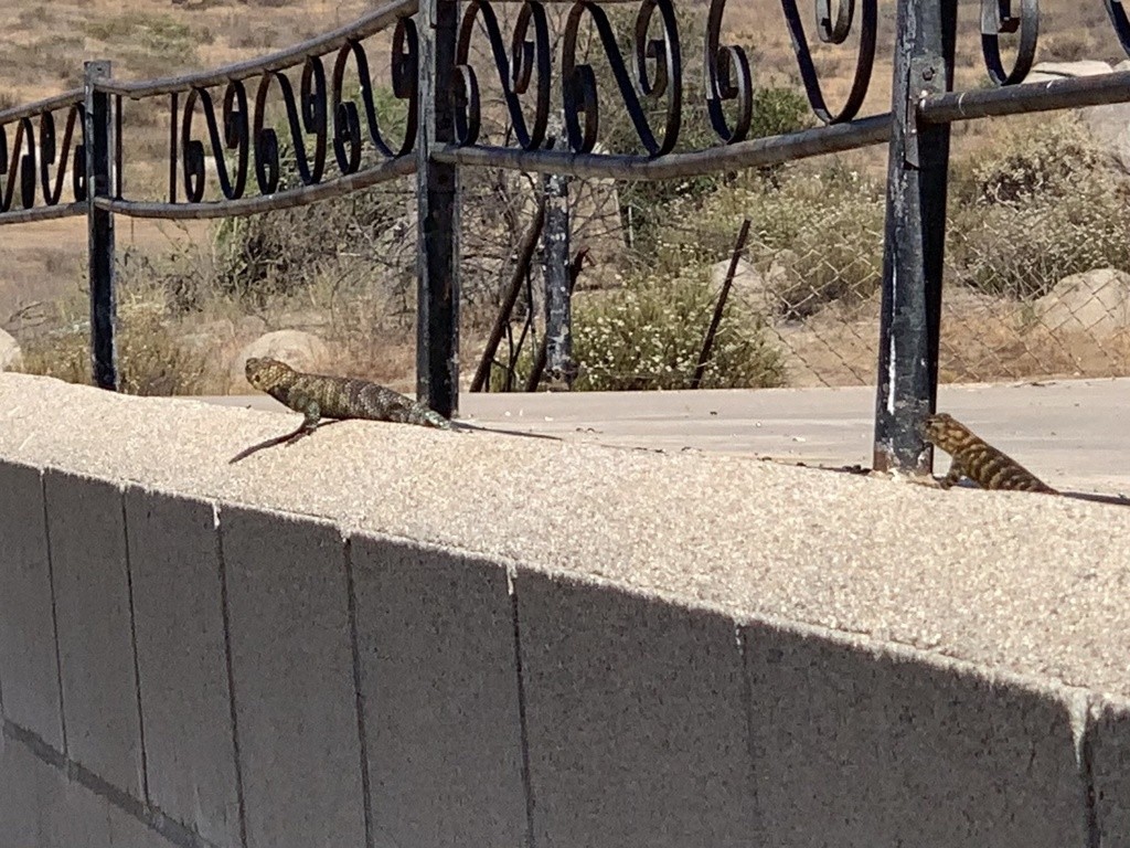 Lagartija espinosa de granito (Sceloporus orcutti)