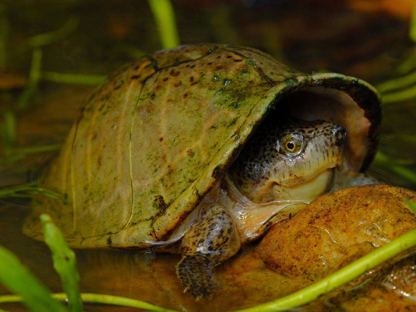 Razor-backed musk turtle (Sternotherus carinatus)