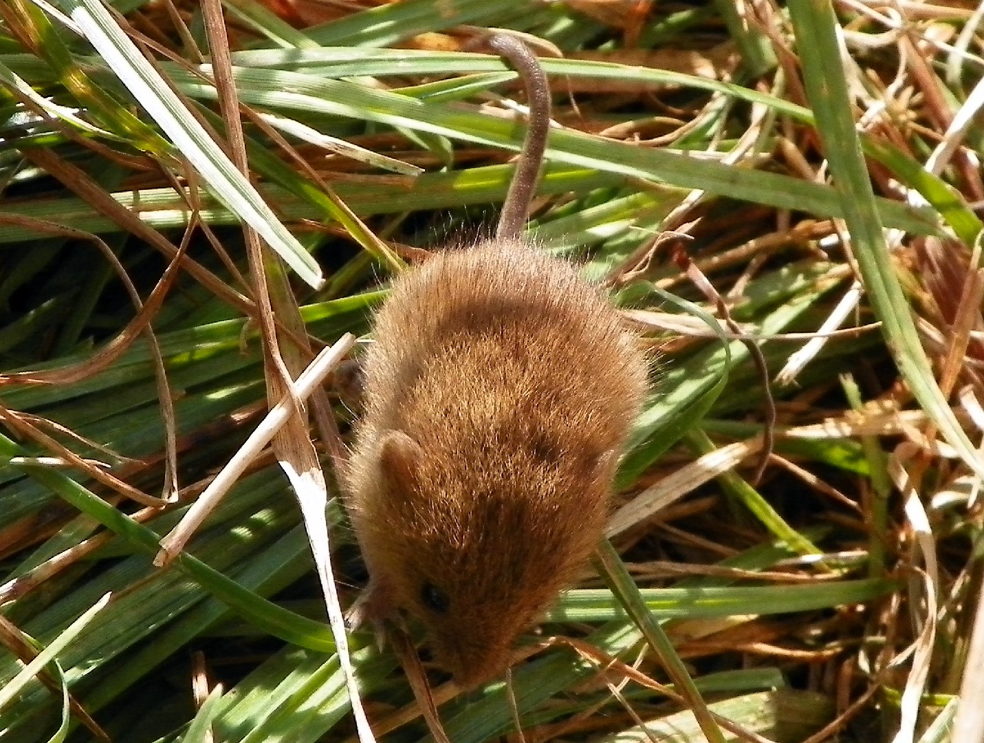 Red-backed voles (Myodes)