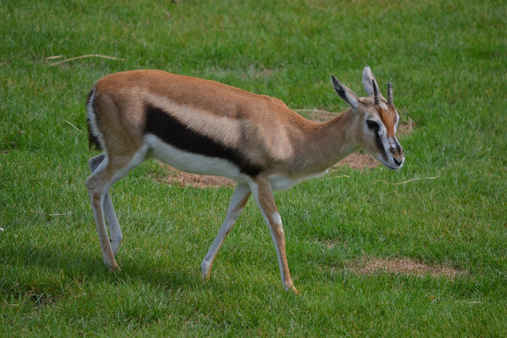 Gazelles (Eudorcas)