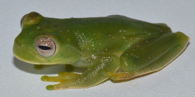 Torrenteer tree frogs (Hyloscirtus)