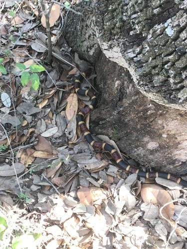 Serpiente coralillo arlequín (Micrurus tener)