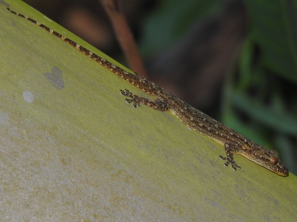 Indo-pacific gecko (Hemidactylus garnotii)
