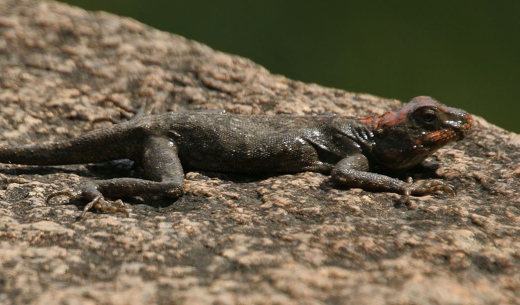 Sand loving (Psammophilus)