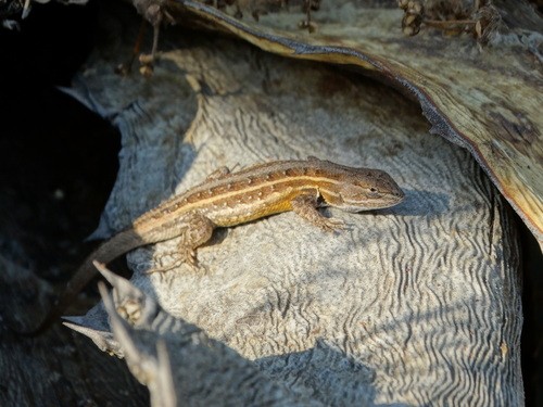 Lagartija espinosa llanera (Sceloporus aeneus)
