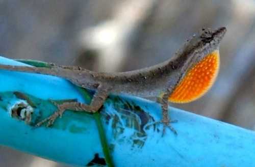 Lagartija de papada rosa (Anolis nebulosus)