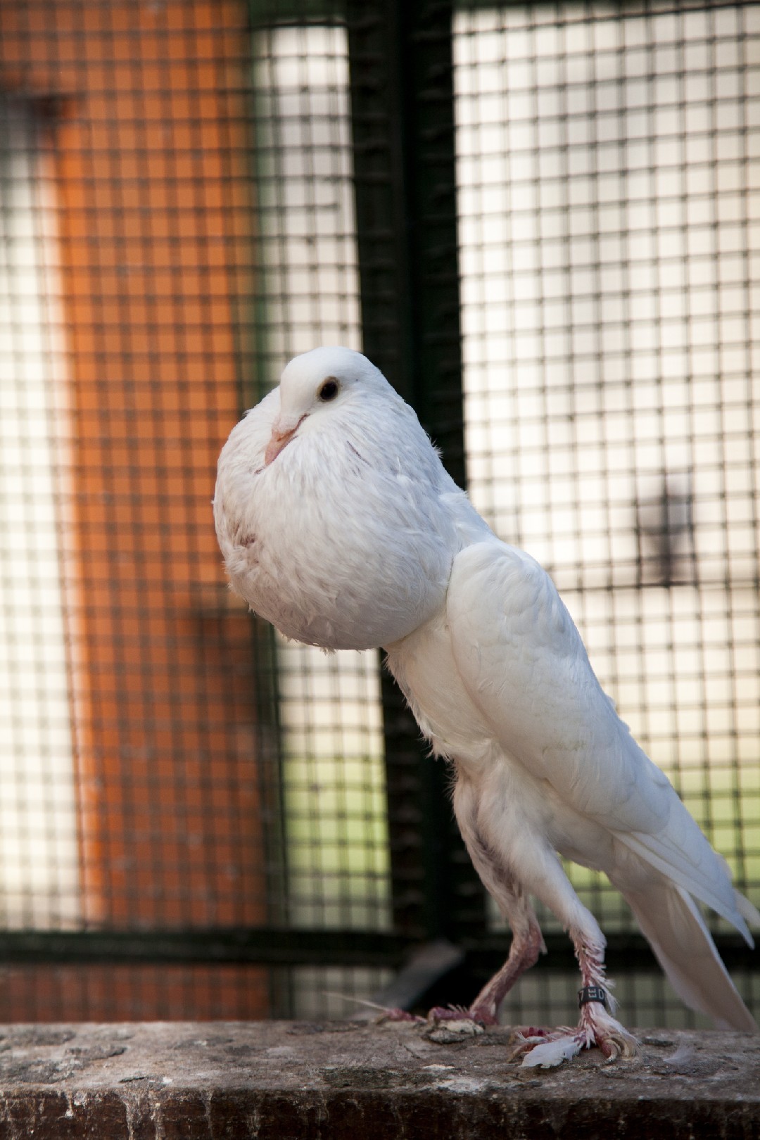 Columba livia domesticus 'English Pouter' (Columba livia domesticus 'English Pouter')