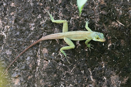 Anolis richardii (Anolis richardii)