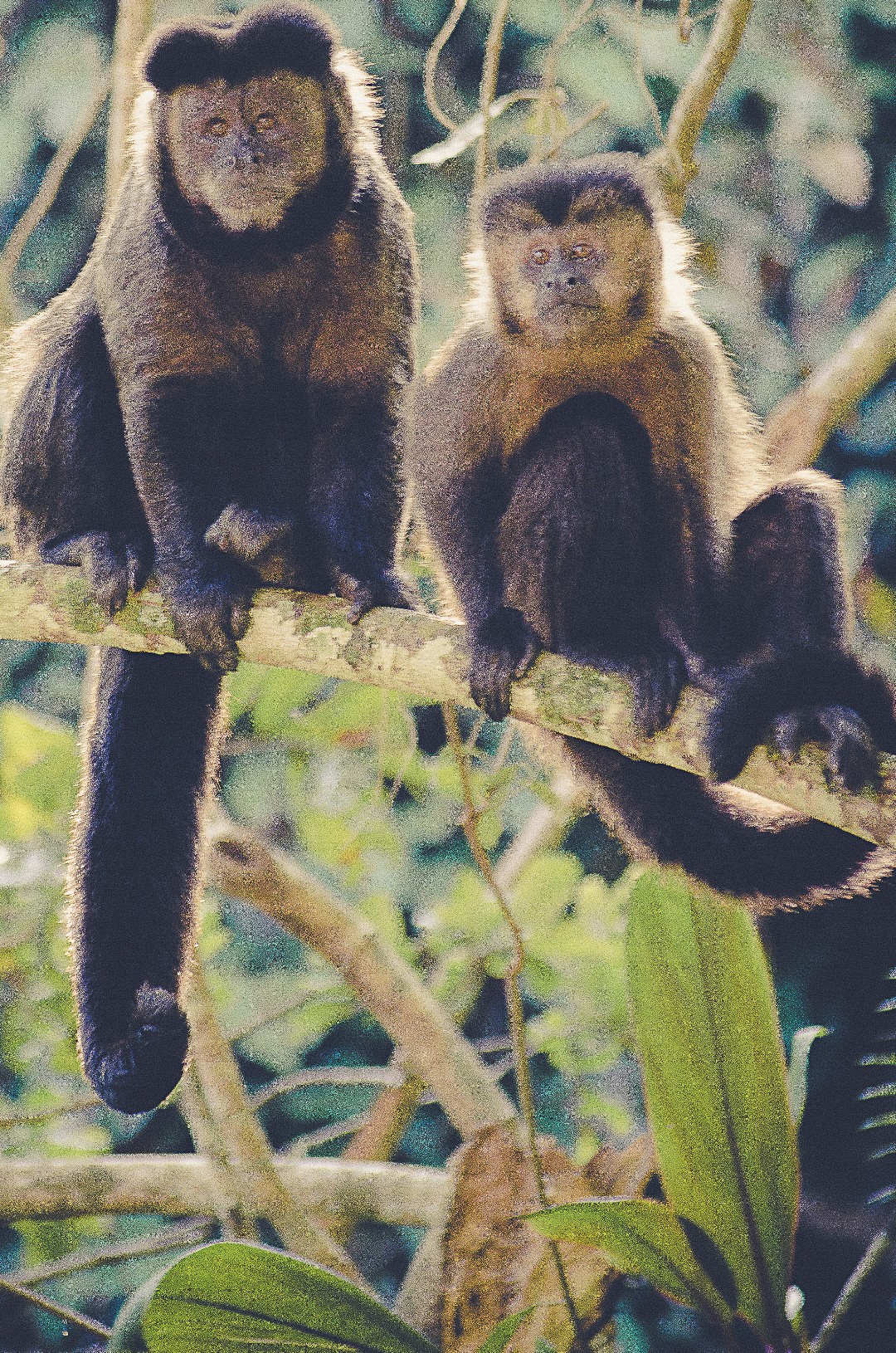 Monos capuchinos robustos (Sapajus)