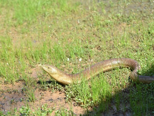 Legless lizard (Pseudopus)