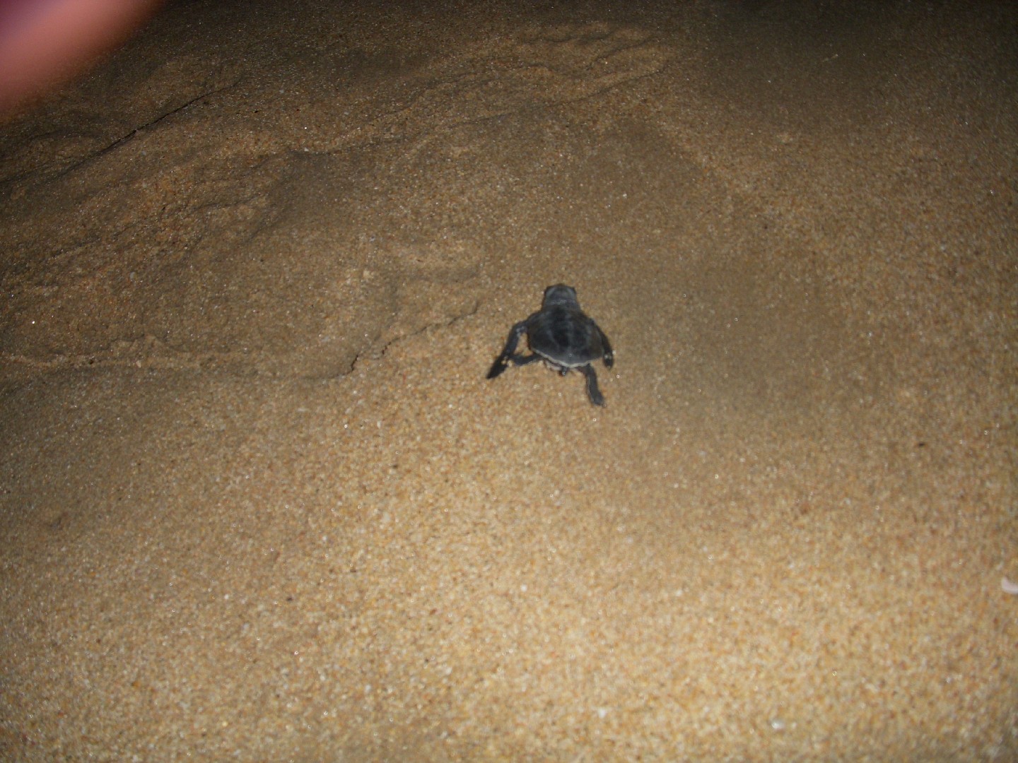 Olive ridley sea turtle (Lepidochelys olivacea)