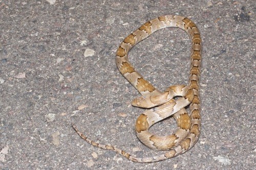 Mexican lyre snake (Trimorphodon tau)
