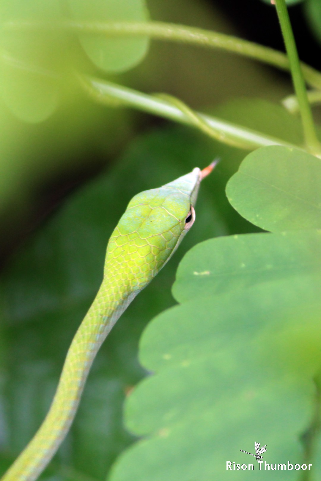 Green vine snake (Oxybelis fulgidus)