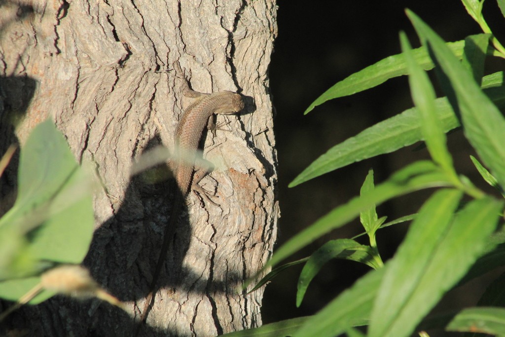 Lagartija espinosa de las cercas (Sceloporus cowlesi)