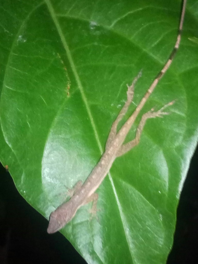 Anolis delgado café (Anolis limifrons)