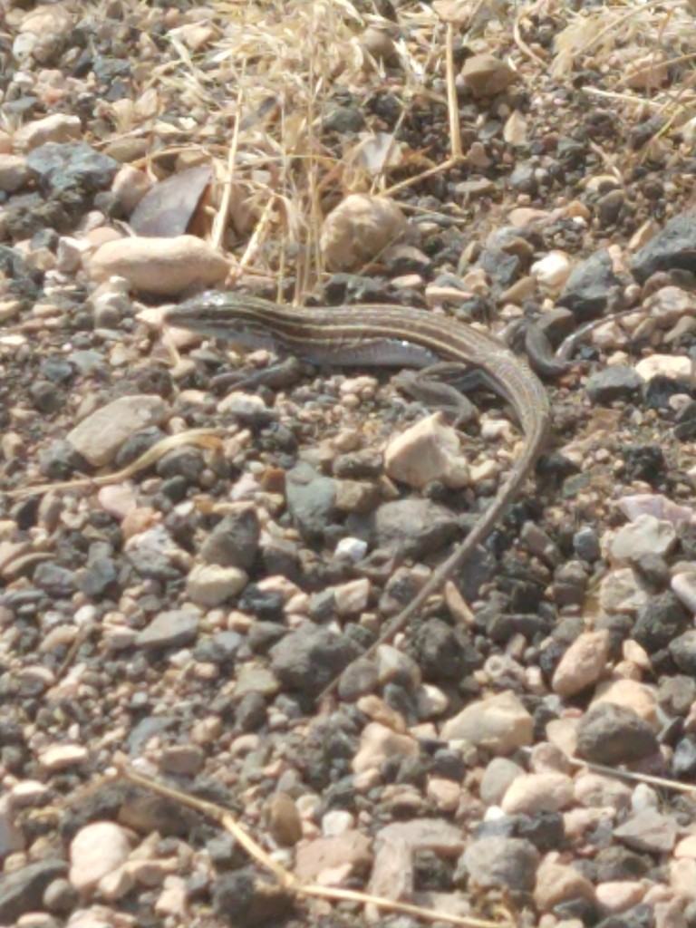 Plateau striped whiptail (Aspidoscelis velox)