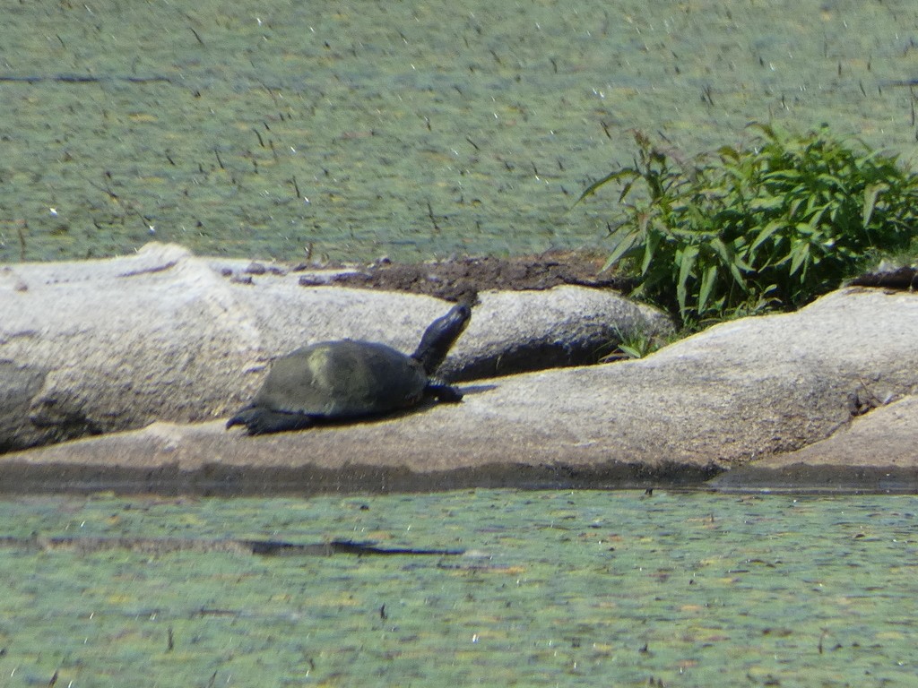 Amerikanische sumpfschildkröte (Emydoidea blandingii)