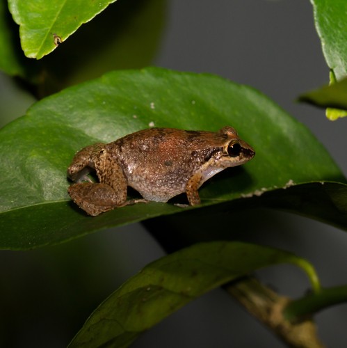 Johnstones pfeiffrosch (Eleutherodactylus johnstonei)