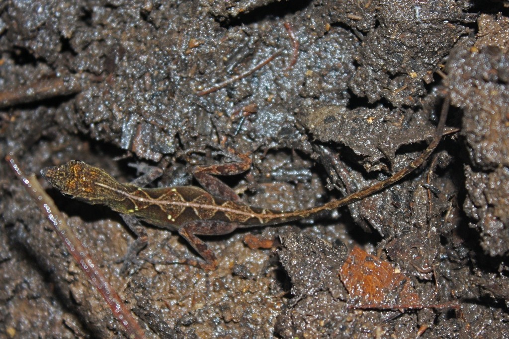 Anolis allogus (Anolis allogus)