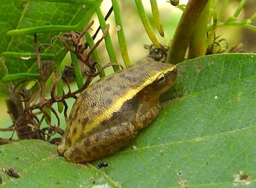Dwarf mexican tree frog (Tlalocohyla smithii)