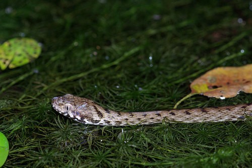 Madagascar night snake (Madagascarophis colubrinus)