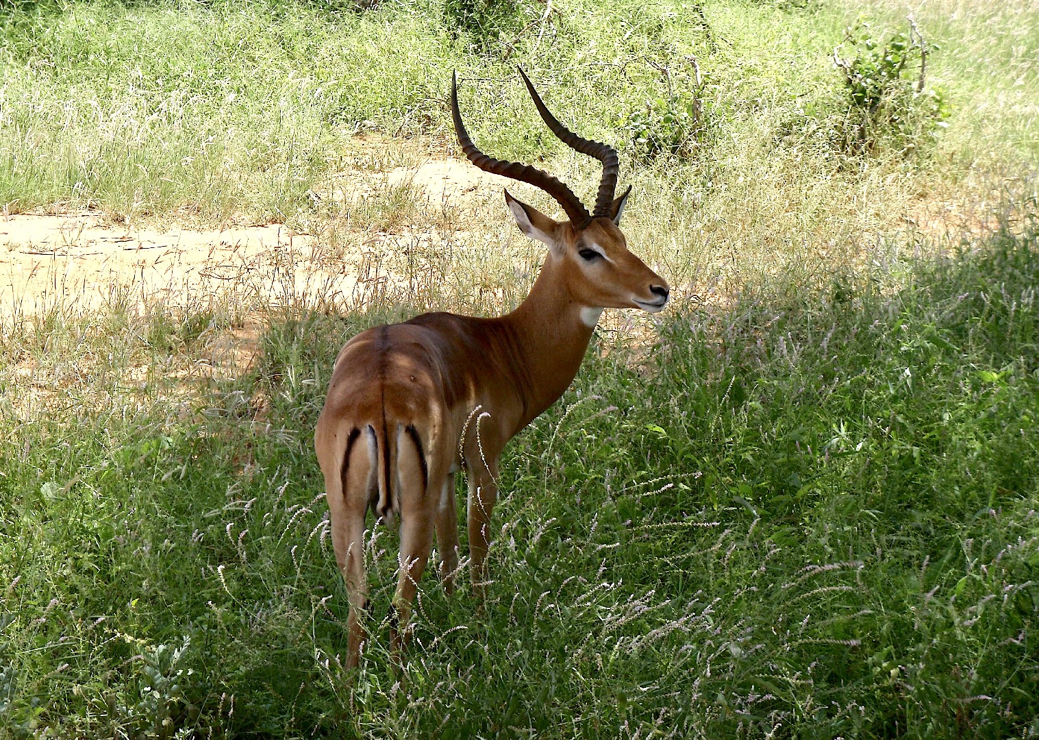 Gazelles (Nanger)