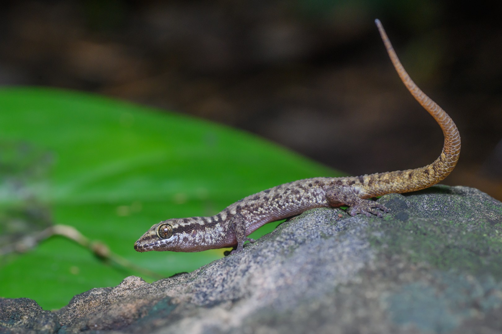 Southeast asian leaf-toed geckos (Dixonius)