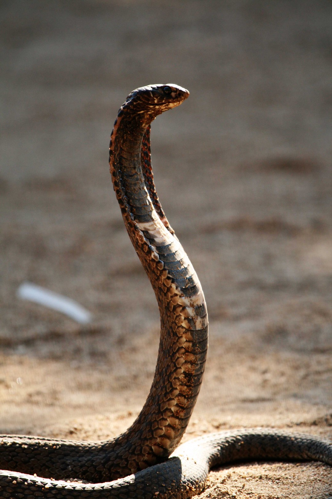 Ringneck spitting cobra (Hemachatus haemachatus)