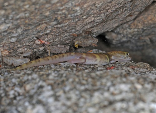 Krallengeckos (Coleonyx)