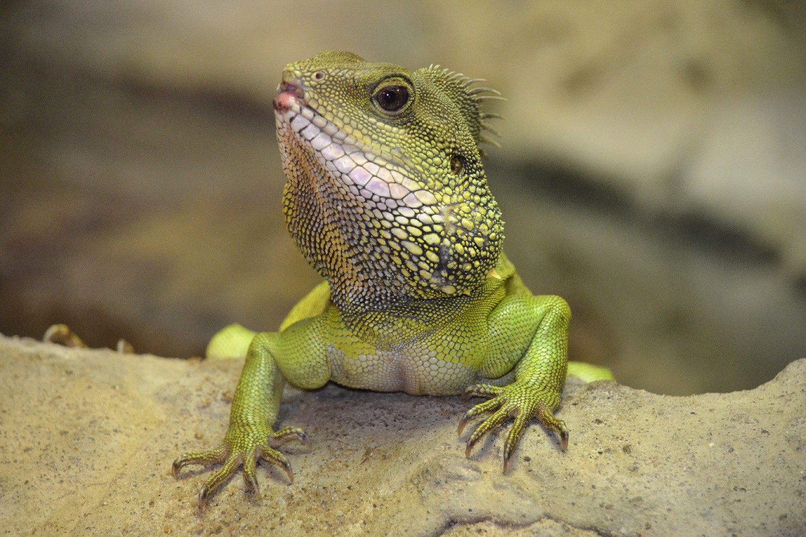 Water dragons (Physignathus)