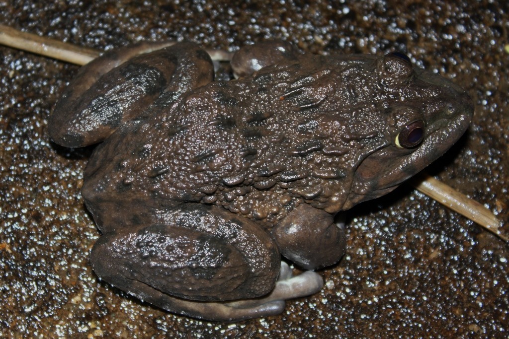Peters frogs (Hoplobatrachus)