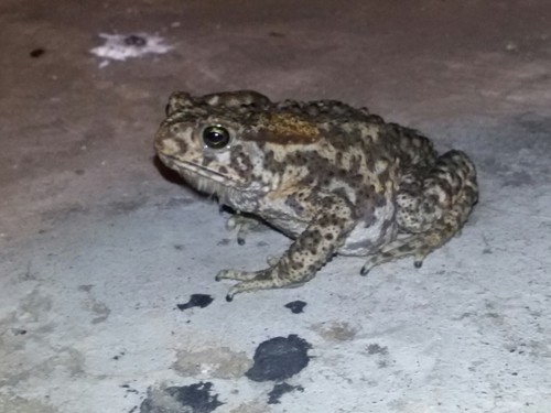 Asian toads (Duttaphrynus)