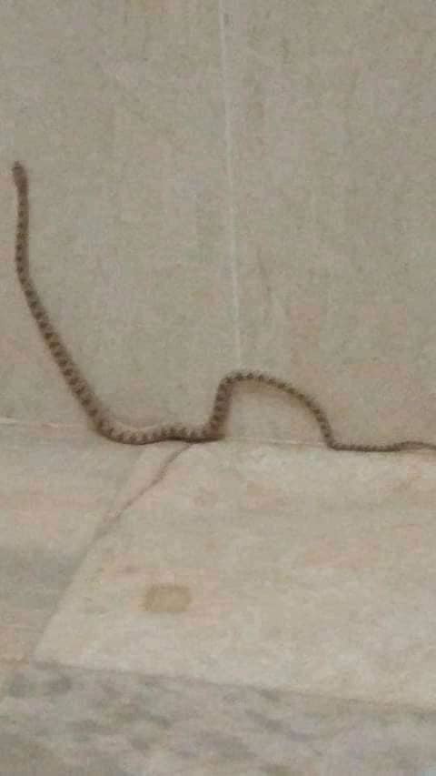 Spalerosophis (Spalerosophis)