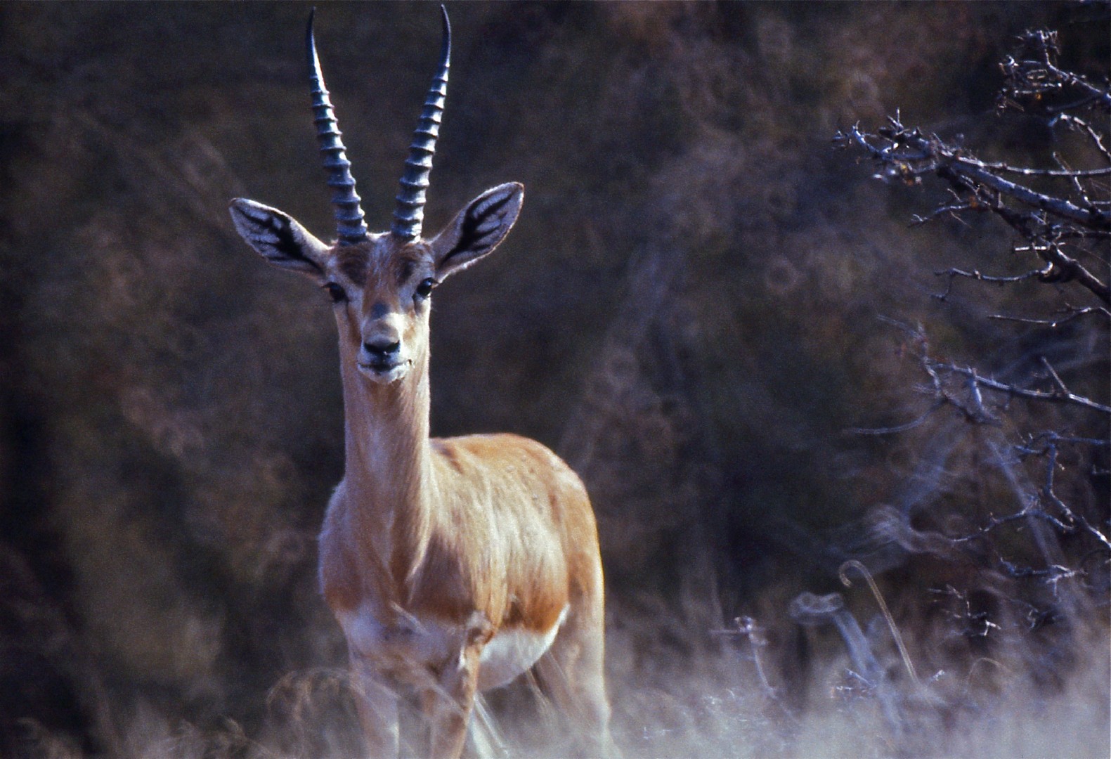 Slender gazelles (Gazella)