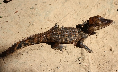 Cuvier's dwarf caiman (Paleosuchus palpebrosus)