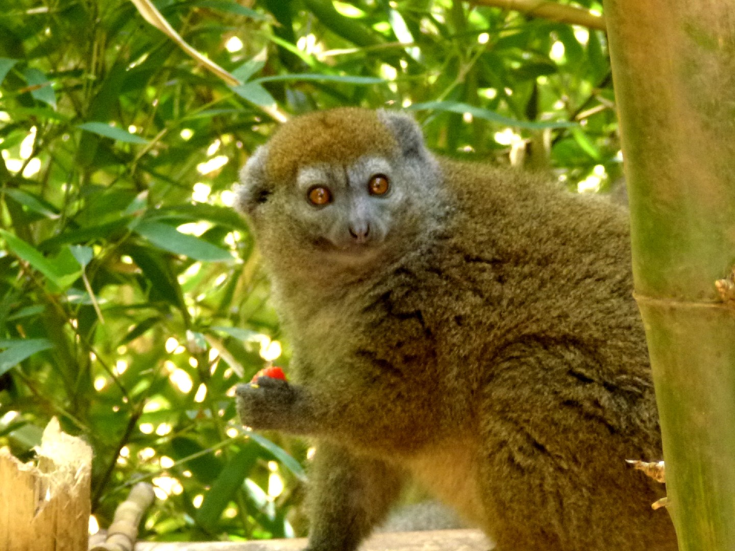 Gentle lemurs (Hapalemur)
