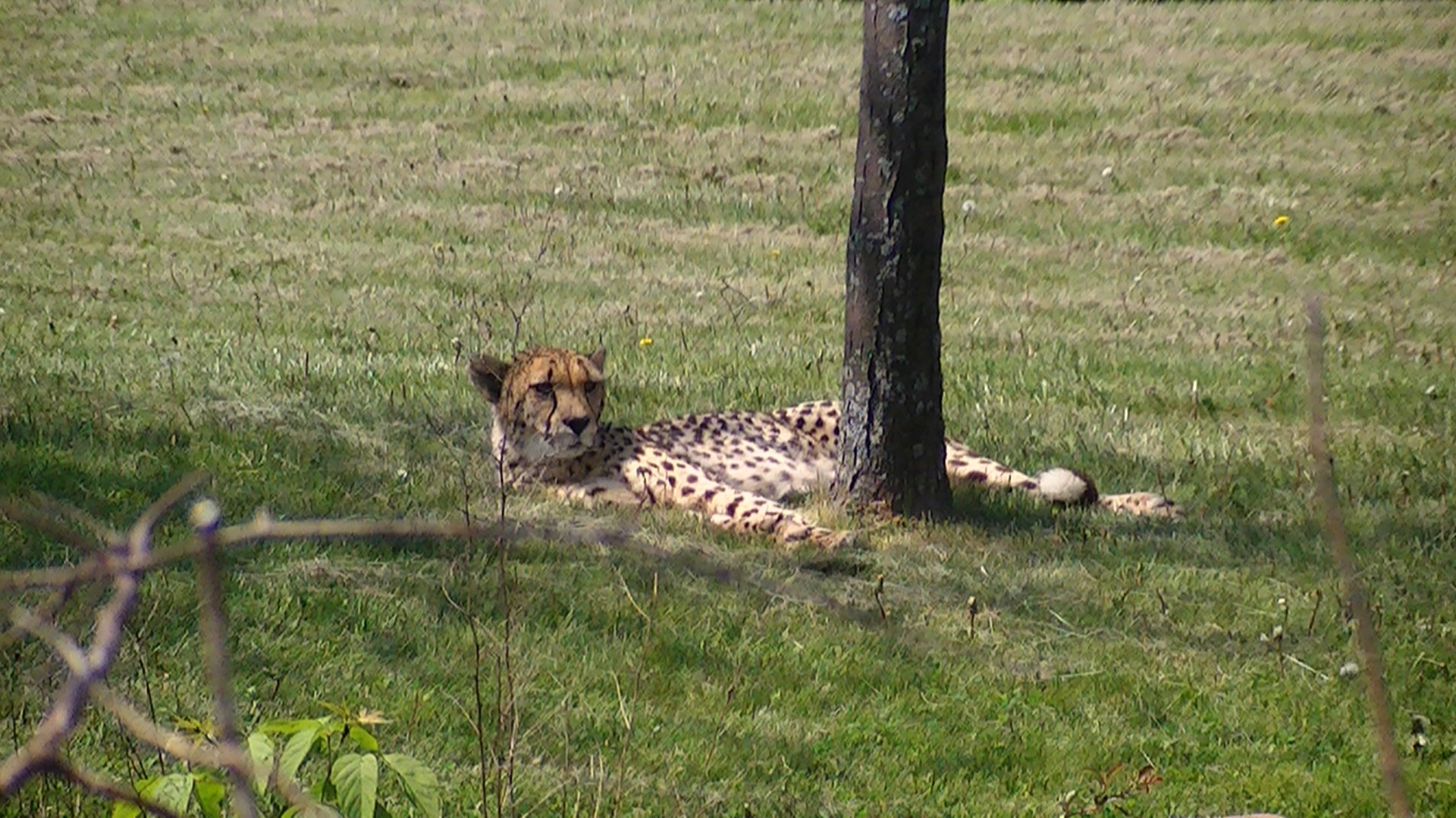 Cheetah (Acinonyx)