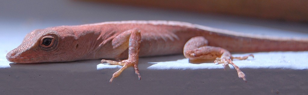 Anolis grahami (Anolis grahami)
