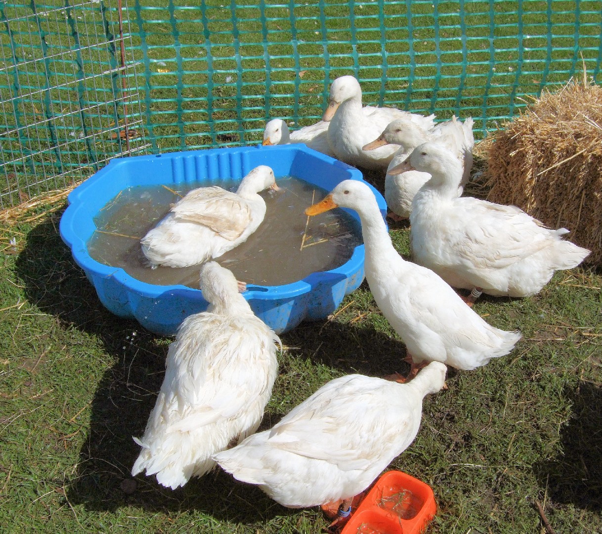 Aylesbury Duck (Anas platyrhynchos domesticus 'Aylesbury')