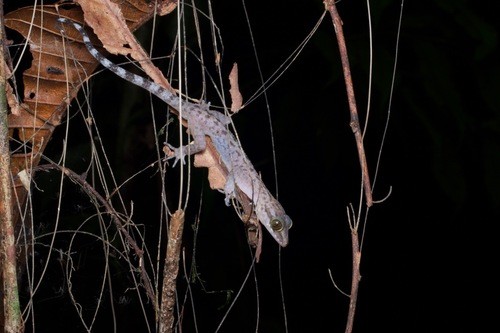 Sarawak bent-toed gecko (Cyrtodactylus pubisulcus)