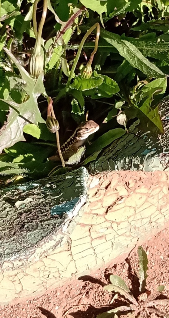 Lagarto chillón (Liolaemus chiliensis)