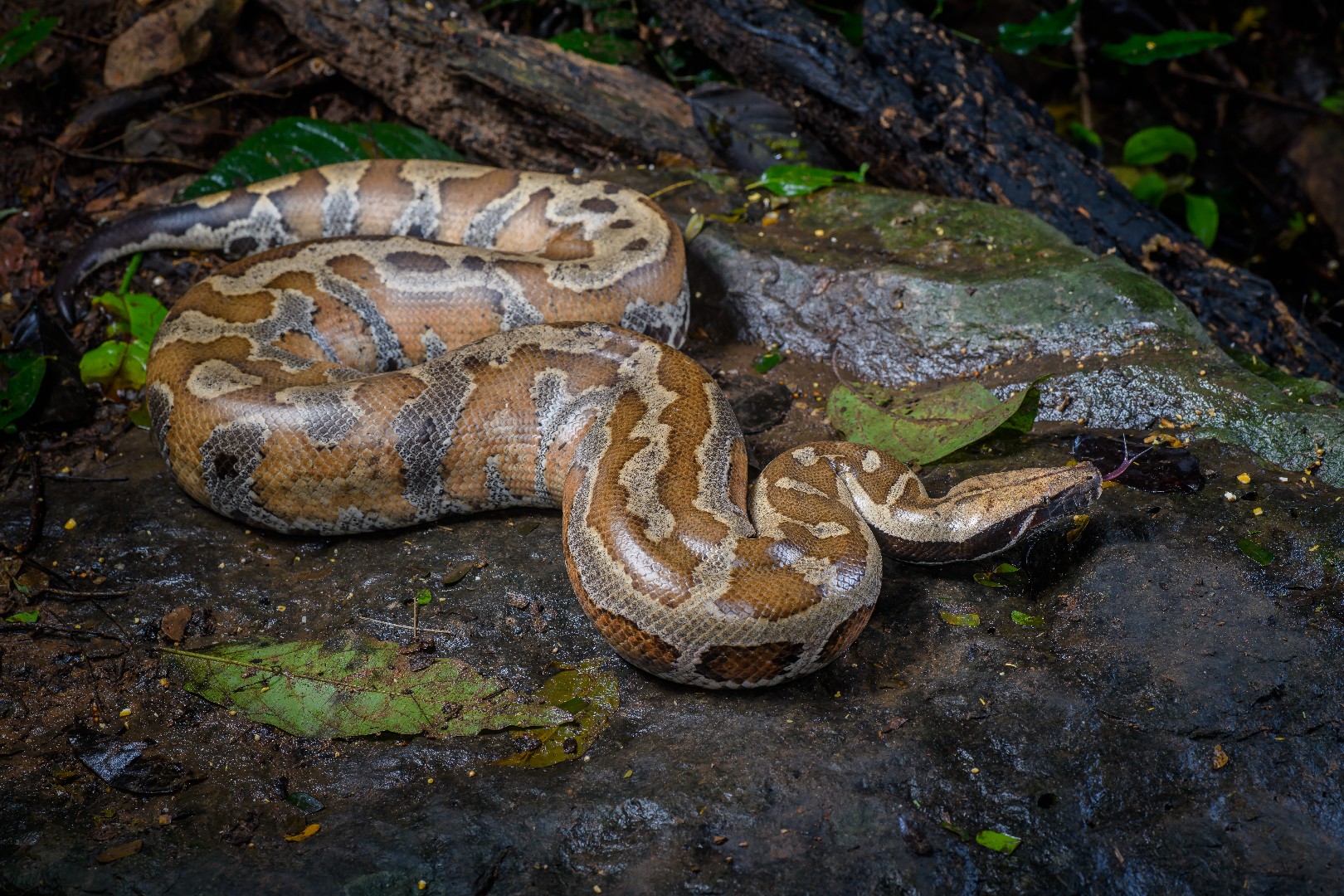 Pitón roja de malasia (Python brongersmai)