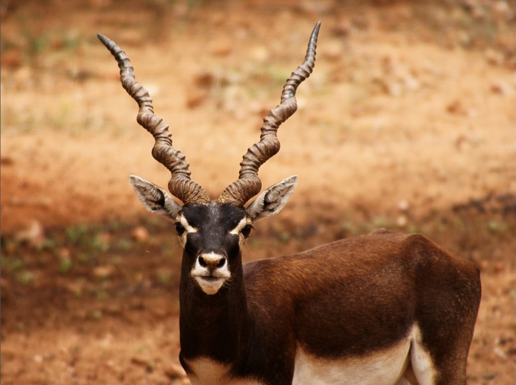 Antílope negro indio (Antilope cervicapra)