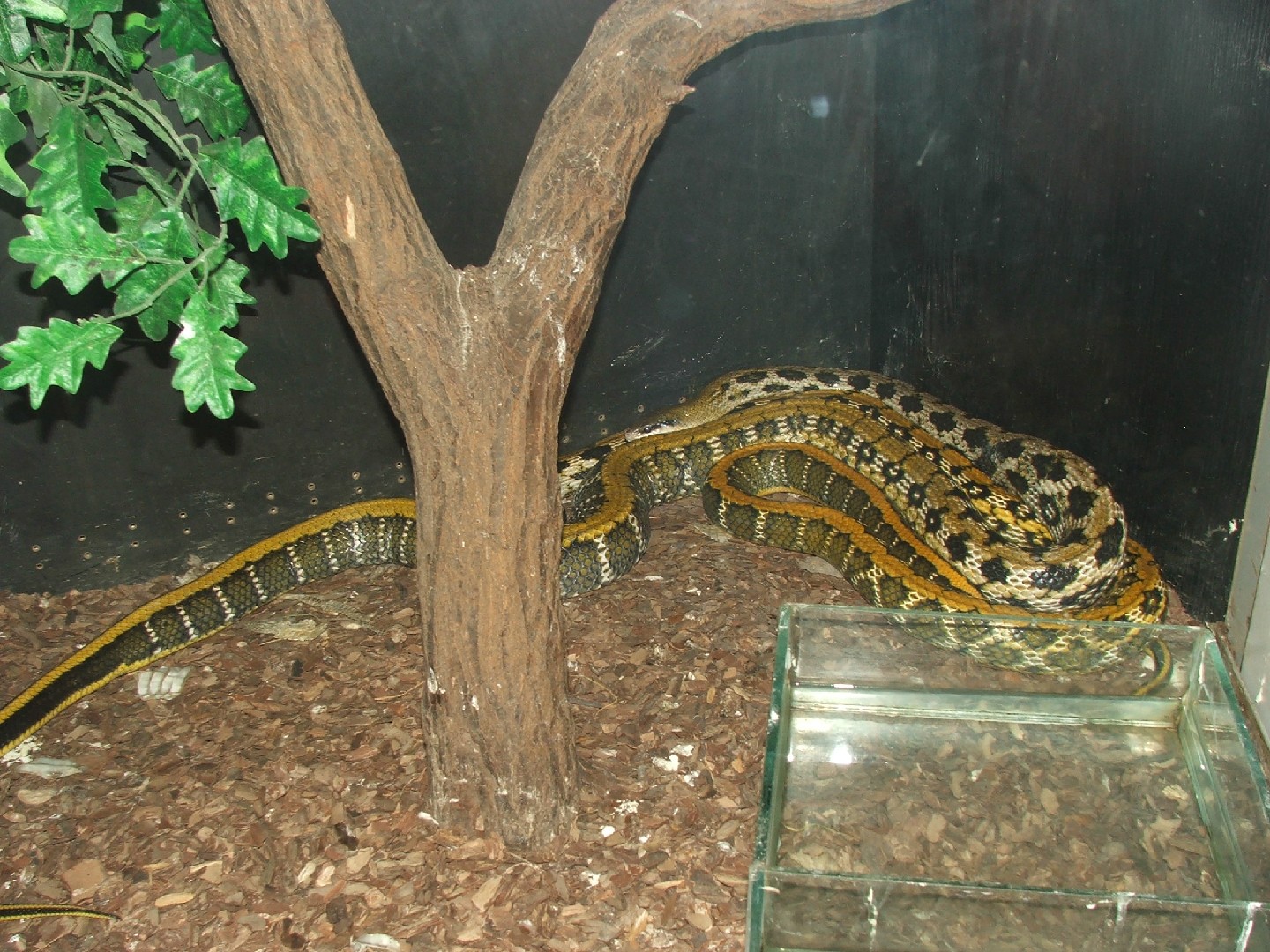 Beauty rat snake (Orthriophis taeniurus)
