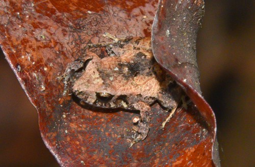 Stejneger's rain frog (Craugastor stejnegerianus)